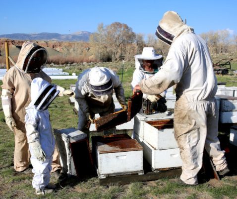 Working the hives in a Fremont County beeyard